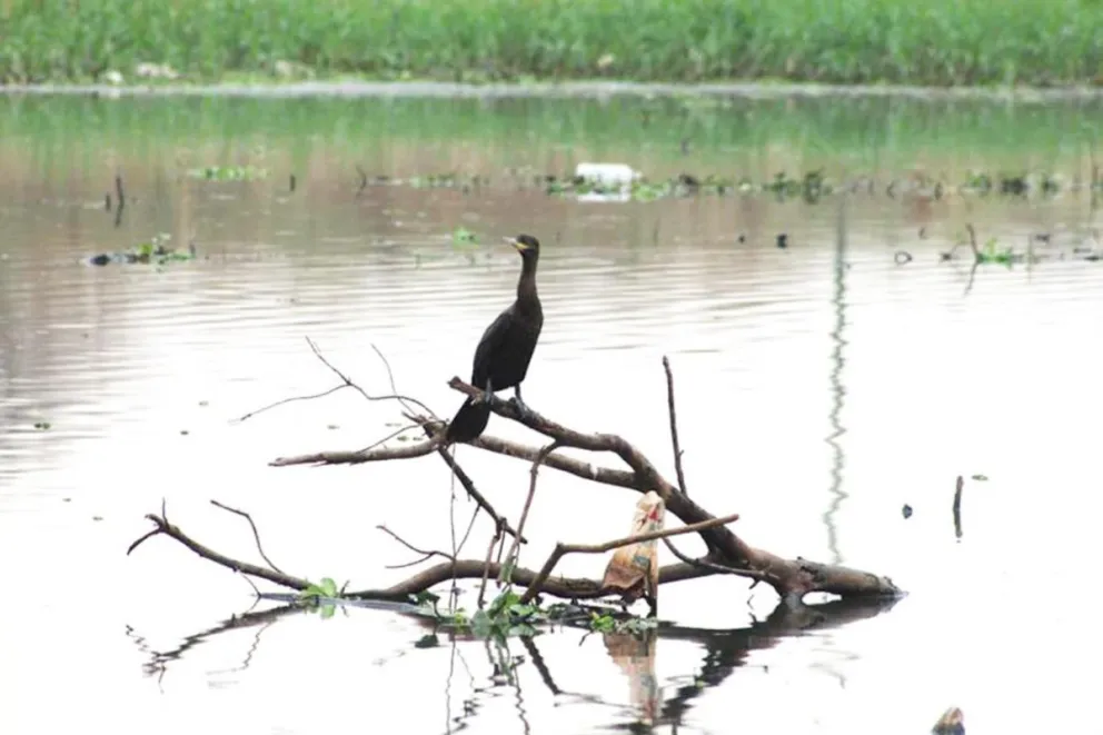 La contaminación afecta a especies nativas en el arroyo Mártires