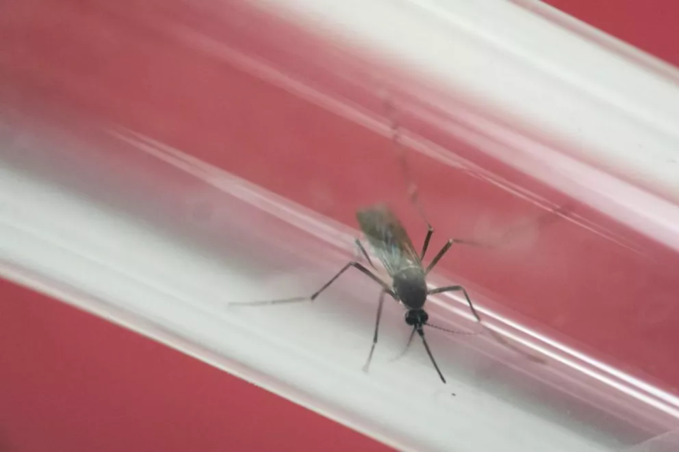Se buscan voluntarios para ser infectados con Zika