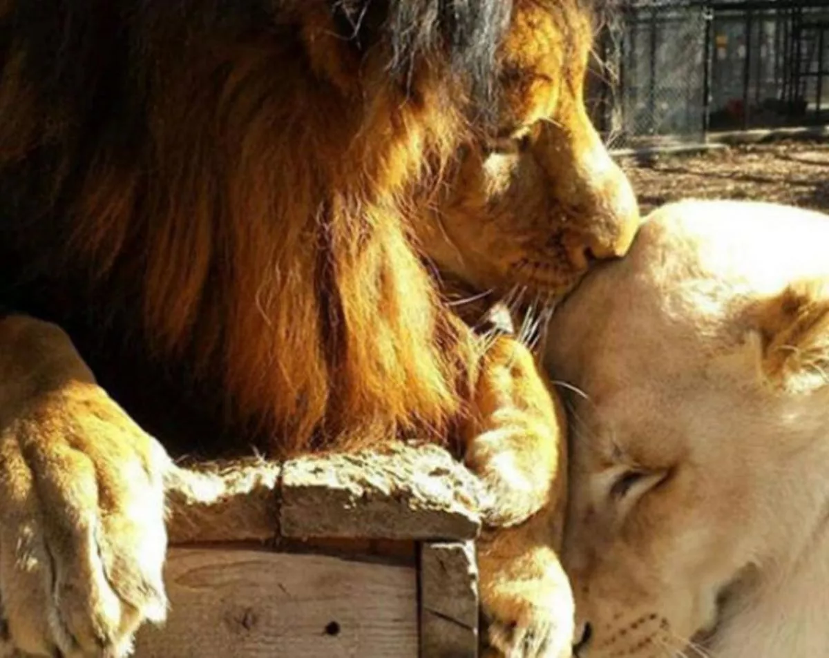 Kahn y Sheila: los leones que se enamoraron y juntos se salvaron de la  muerte | EL TERRITORIO noticias de Misiones
