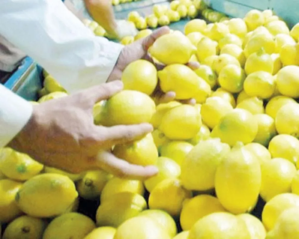 El país exportará limones a Estados Unidos en 2017