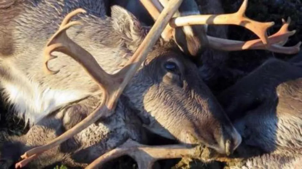 Un rayo mató 323 renos en un parque natural de Noruega