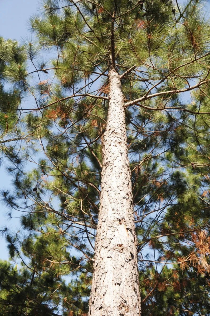 Ventajas del clima y de la genética | EL TERRITORIO noticias de Misiones