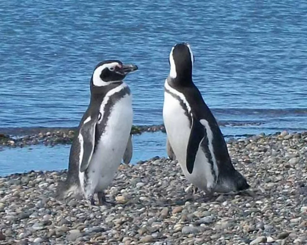 Pingüinos se reproducen en Chubut