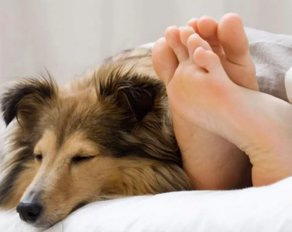 Dormir con el perro: ¿Trae inconvenientes? 