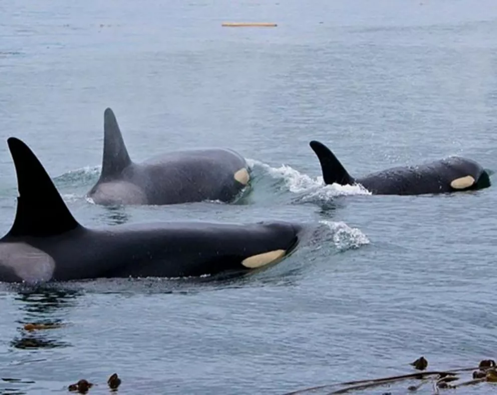 Ya se pueden ver las primeras orcas en Península Valdés