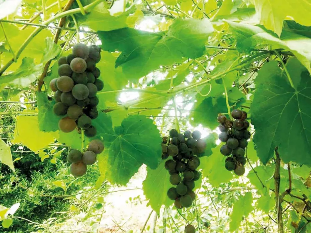 Uvas primicias en la zona Norte