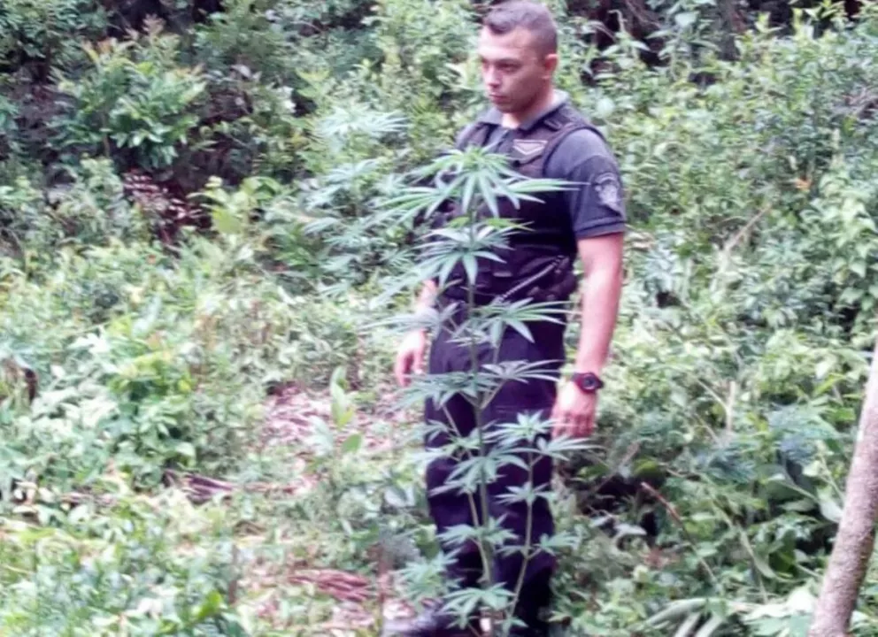 Descubrieron huerta de marihuana en zona rural de Dos de Mayo