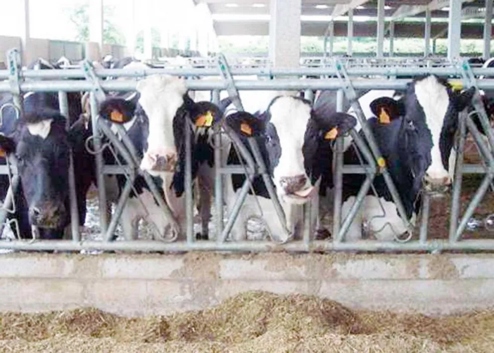 Consejos para evitar el estrés calórico en vacas
