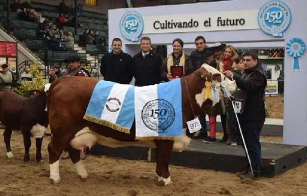 La Miss World Braford es una vaca argentina