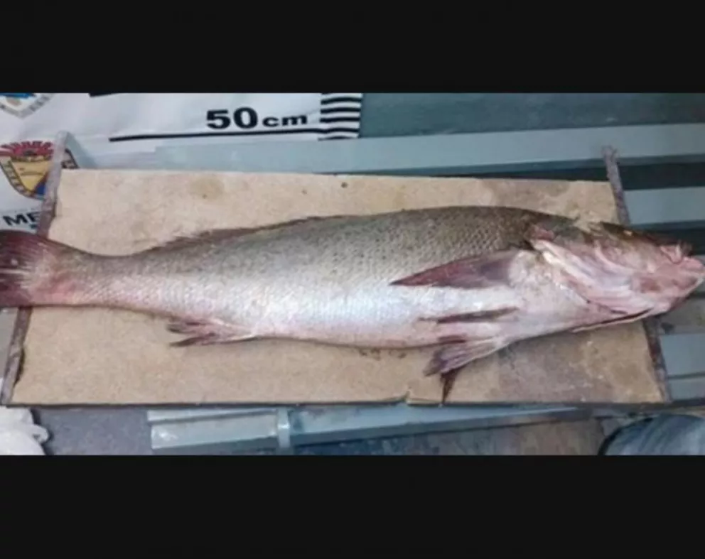 El pez mexicano con poder afrodisíaco que es más caro que la cocaína 