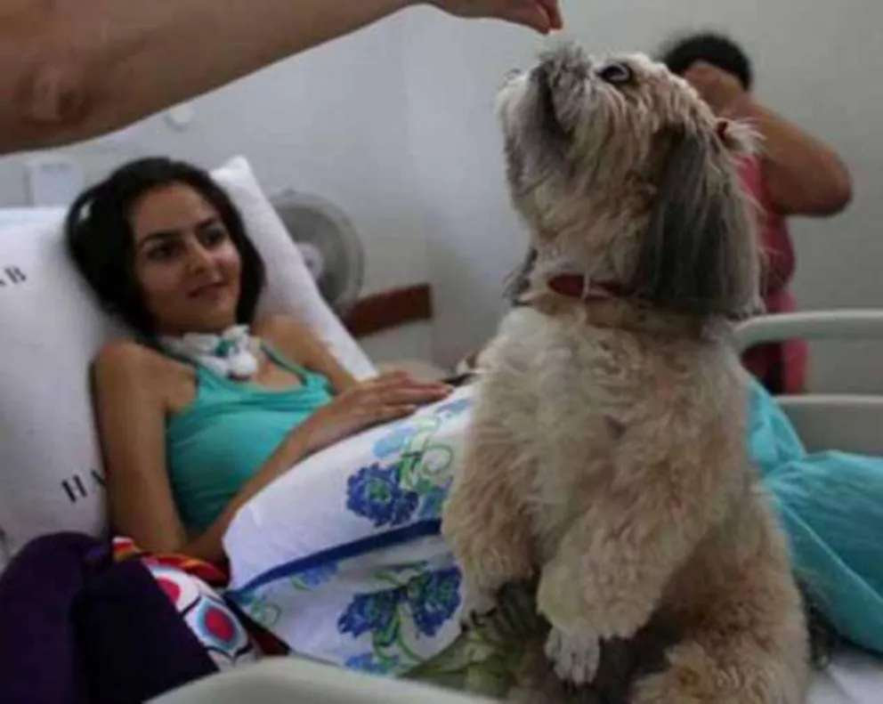 Los perros "enfermeros" que conquistan Brasil