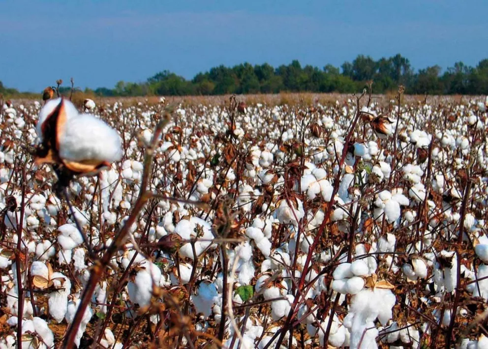 Productores de algodón abandonan la actividad por plagas y bajo precio