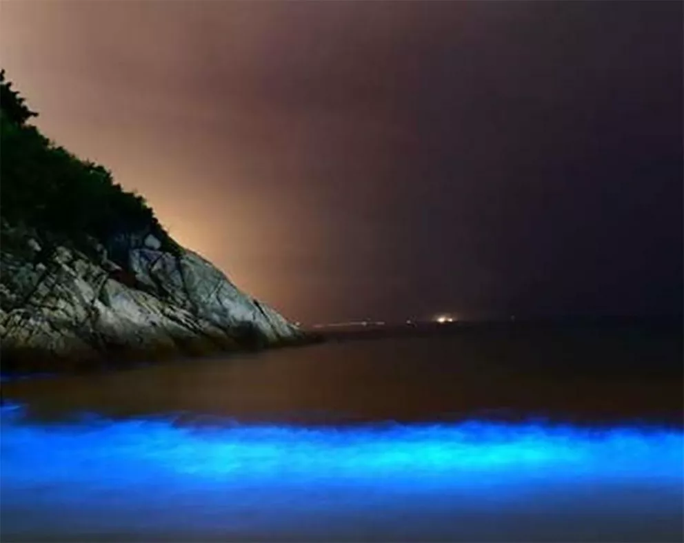 El bello fenómeno de mar iluminado que sorprende en Australia 