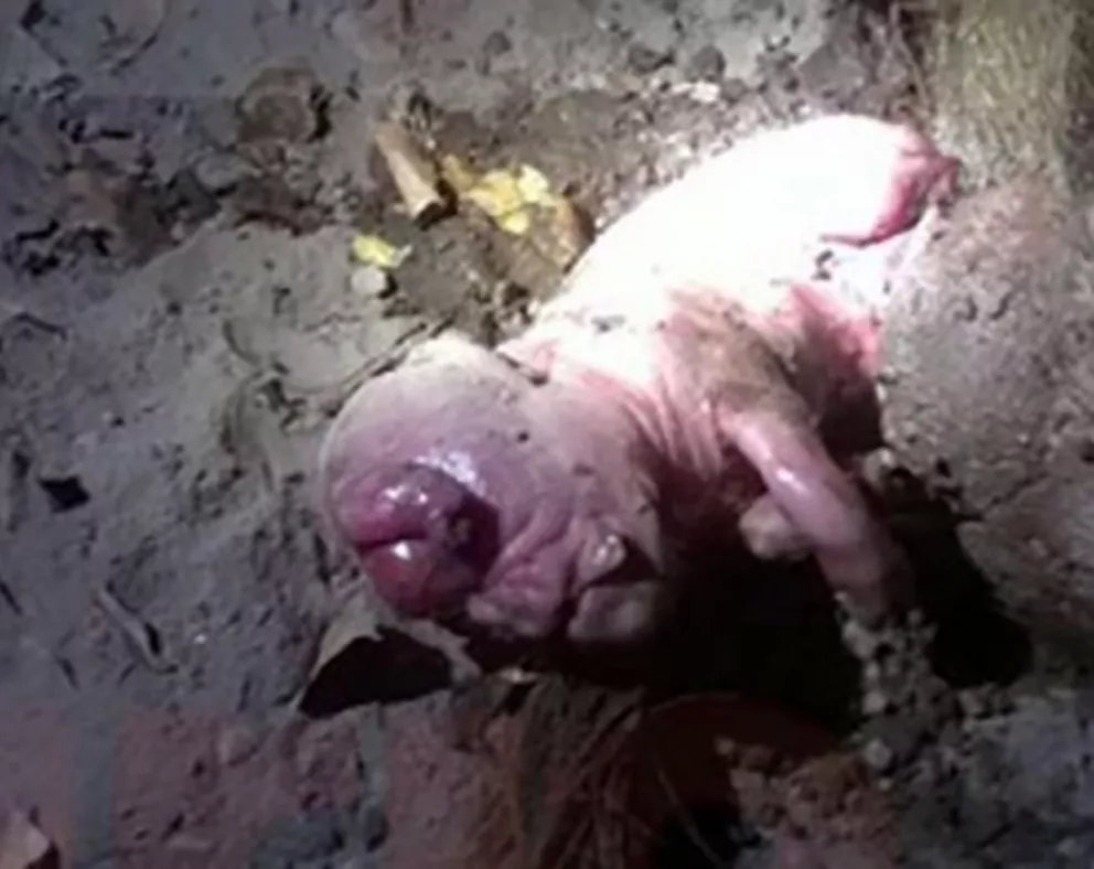 Impactante hecho en Santiago del Estero: nació un “cerdo humano” 