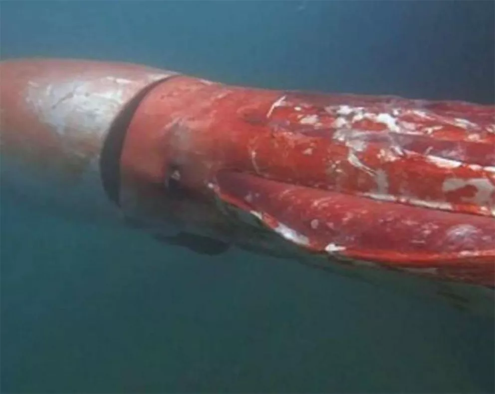 Cómo es el gigantesco y misterioso animal que vive en las profundidades del Océano 