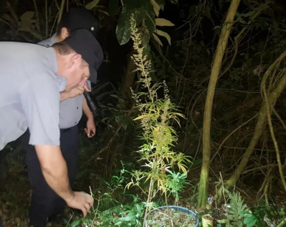 Descubren "vivero" de marihuana en Capioví 
