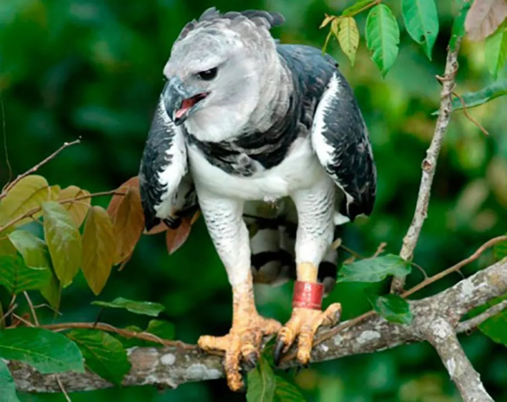 Avistaron dos ejemplares de águila harpía en grave riesgo de extinguirse