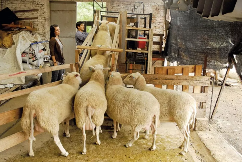 Más de $620.000 para productores ovinos 