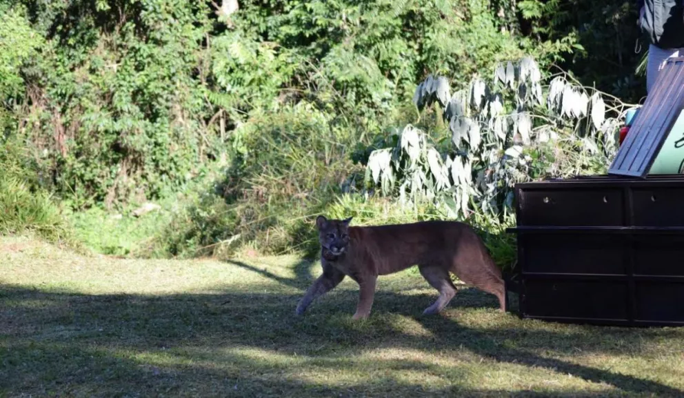 Ecología dejó libre al puma en un Parque Provincial