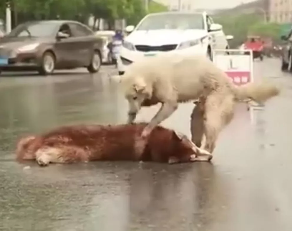Emotivo video muestra cómo un perro llora a otro atropellado en la calle 