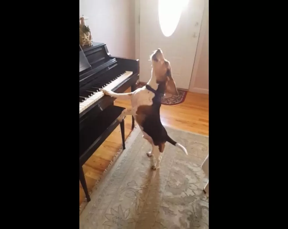 Viral: el perro que toca el piano y canta causa furor 