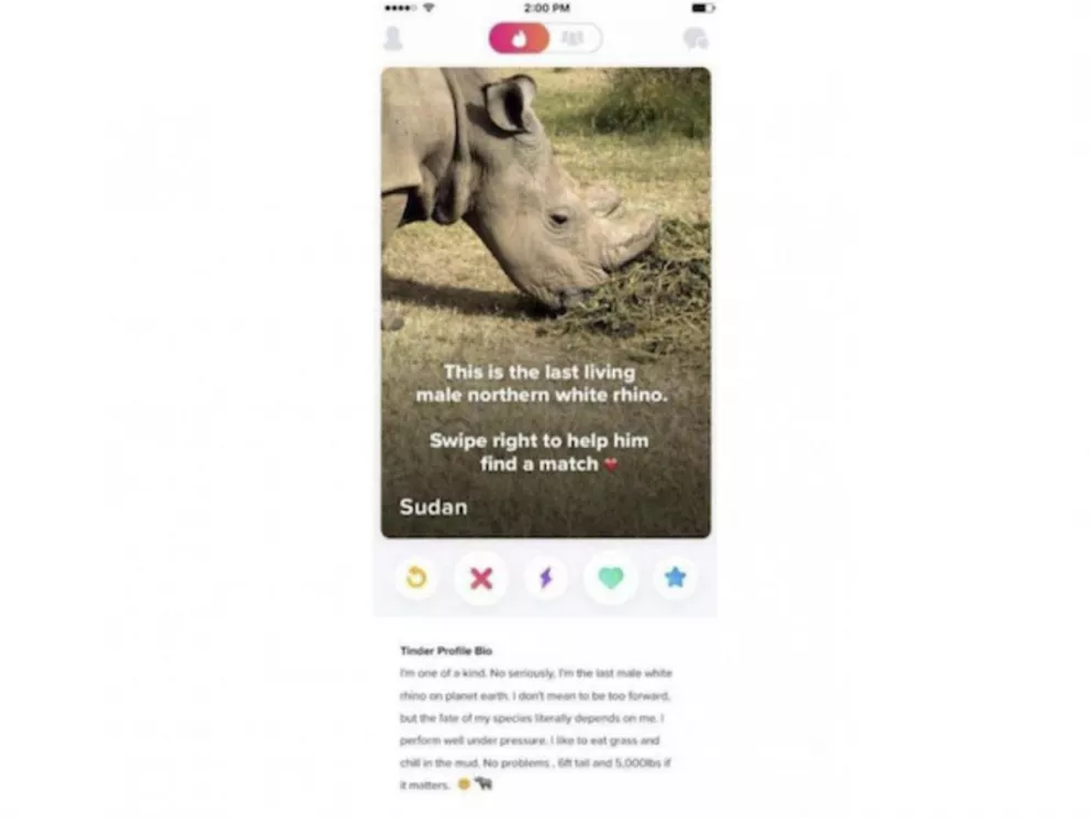 El último Rinoceronte Blanco del planeta busca pareja en Tinder