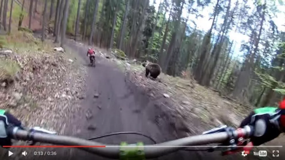 Escalofriante encontronazo entre un ciclista y un oso por poco acaba en tragedia
