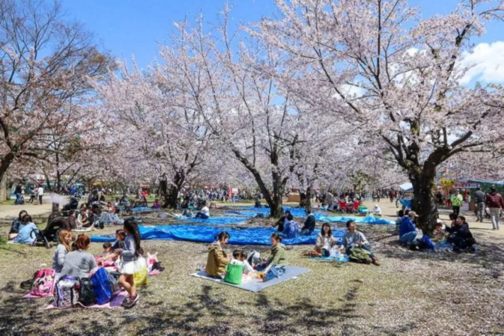 El precioso espectáculo del florecimiento de cerezos en Japón