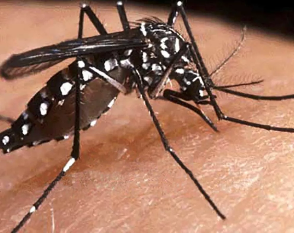 Notifican casos de dengue pero descartan circulación viral