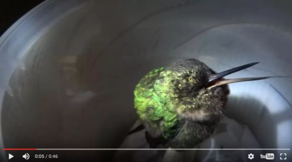¿Los colibríes roncan cuando duermen? Este sí, y es absolutamente adorable