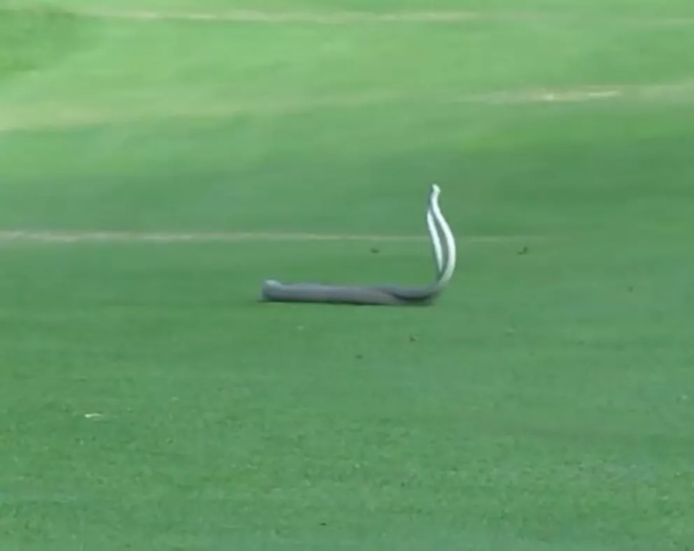 Insólito: dos víboras se pelean en pleno partido de golf 