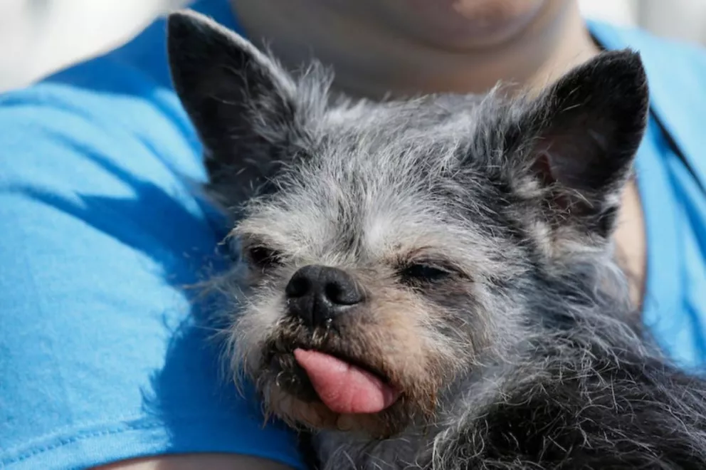 Esta es Martha, la ganadora del concurso de perros más feos del mundo