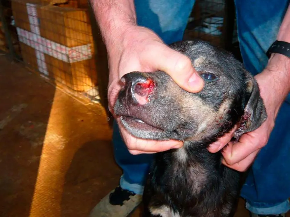 Con tratamiento adecuado, la leishmaniasis canina se cura 