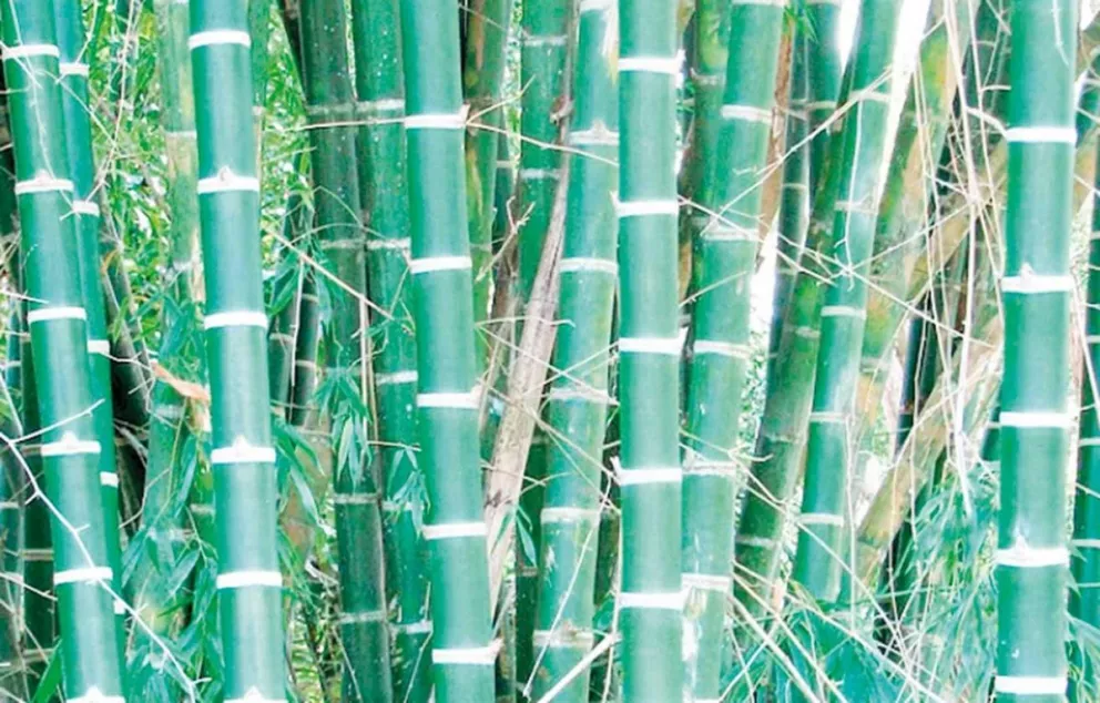 Bambú, un cultivo con usos múltiples y sorprendentes