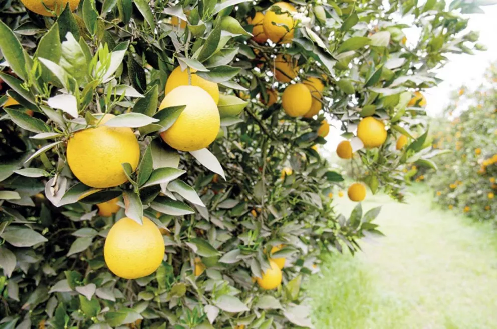 Naranjas y limones ingresaron a Brasil tras 8 años de veda