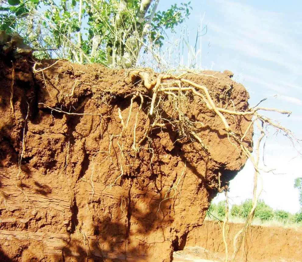 Los suelos de yerbales tienen alto grado de degradación.