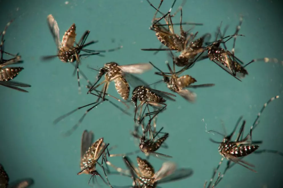 Google soltará 20 millones de mosquitos infectados para intentar detener al Zika