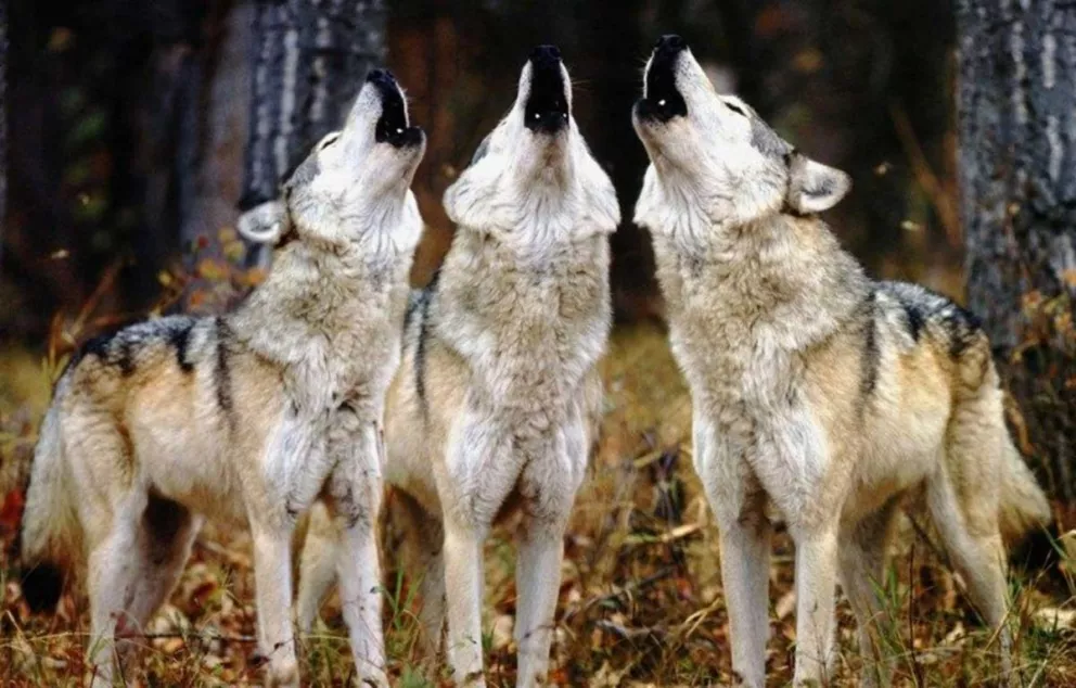 Descubren que lobos aúllan en distintos dialectos