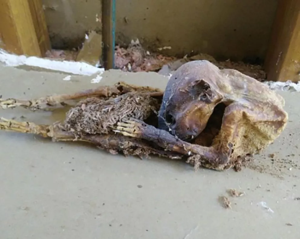 Remodelaba su casa y se encontró una extraña criatura momificada 