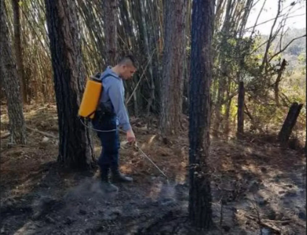 Sofocaron incendio de un pinar a metros de una escuela agrícola en Los Helechos