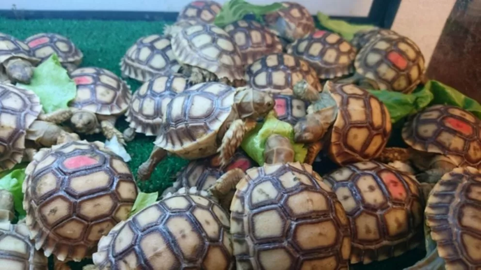 Vende tortuga de jardín o lo cambia por celular