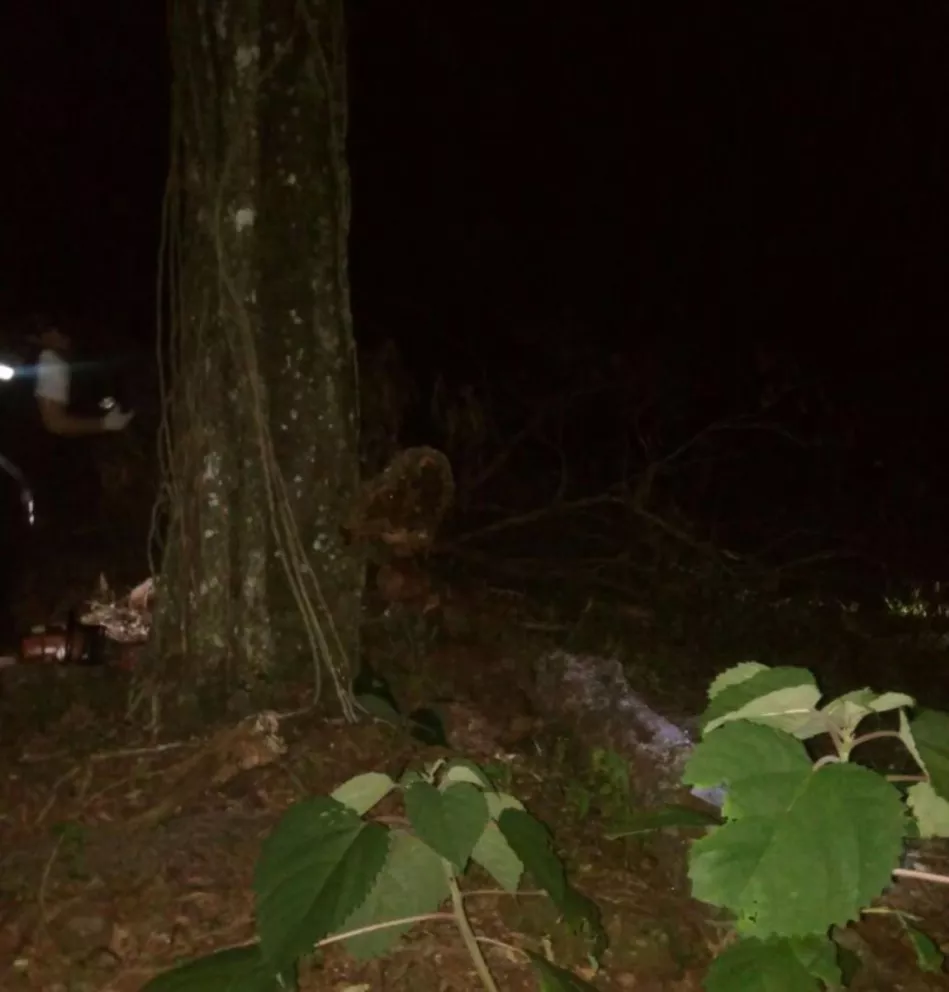 Tragedia en Mado: Peón murió al caerle un pino encima