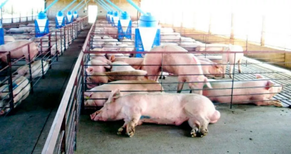 La producción porcina está en crisis y pide que también le bajen las cargas sociales