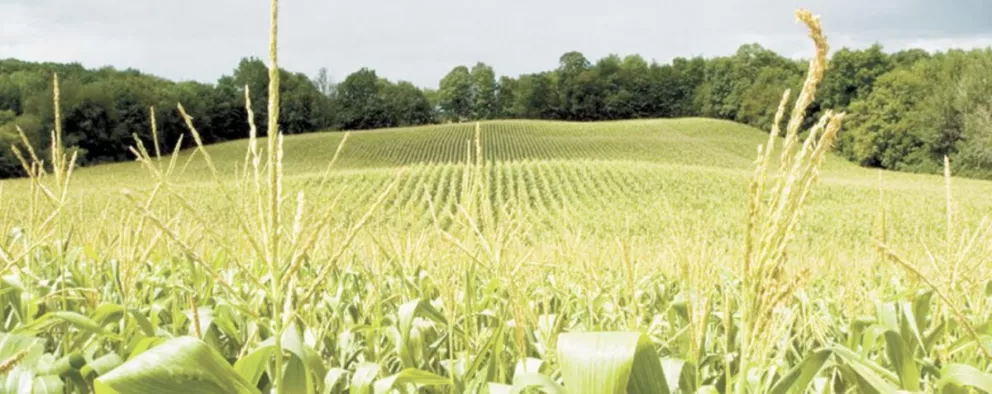 El bioetanol reduce hasta 65% la emisión de gases nocivos