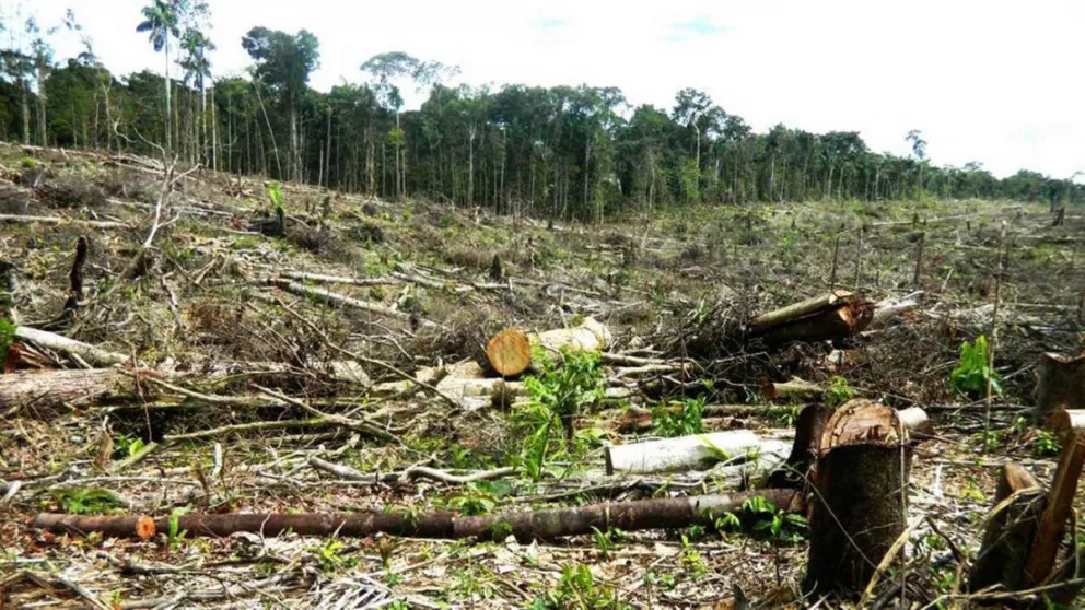 Cita mundial de madereros en Perú puso la lupa en tala ilegal