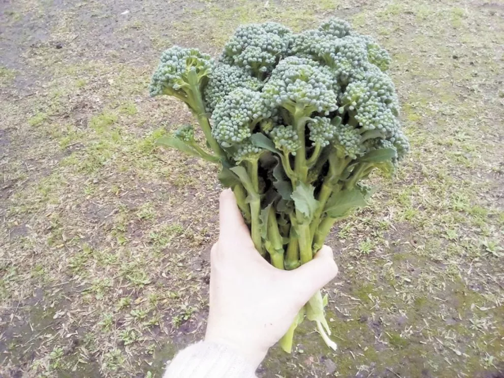 Gourmets e investigadores interesados en el broccolini