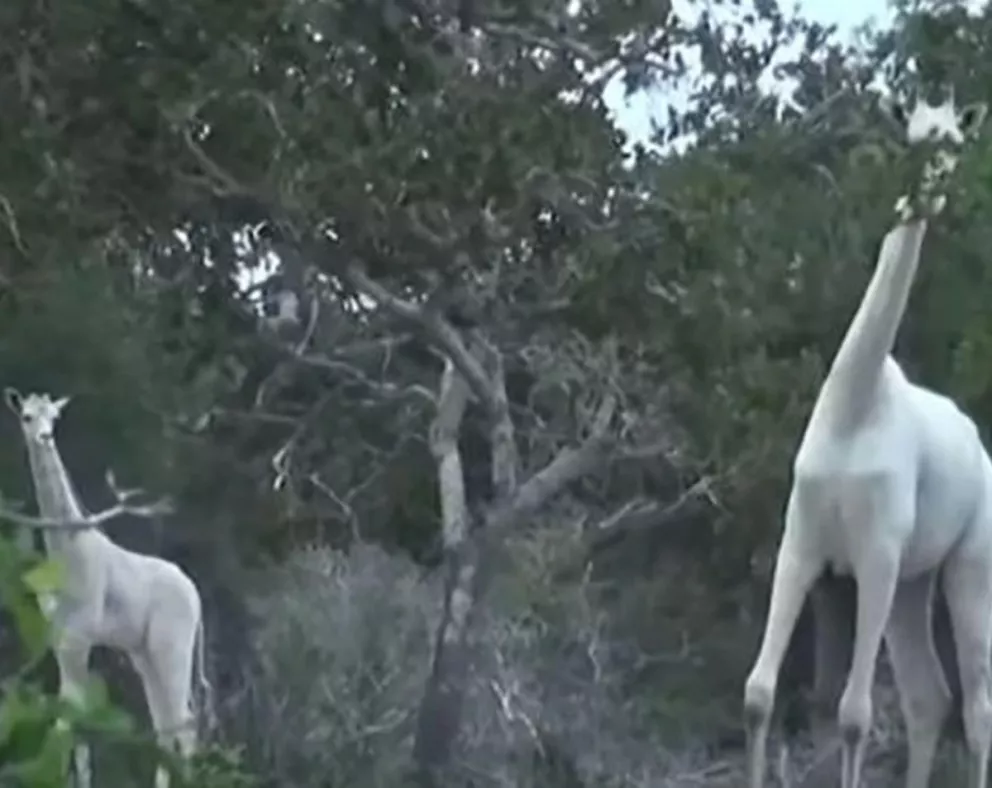 Furor por hallazgo de jirafas blancas en África 