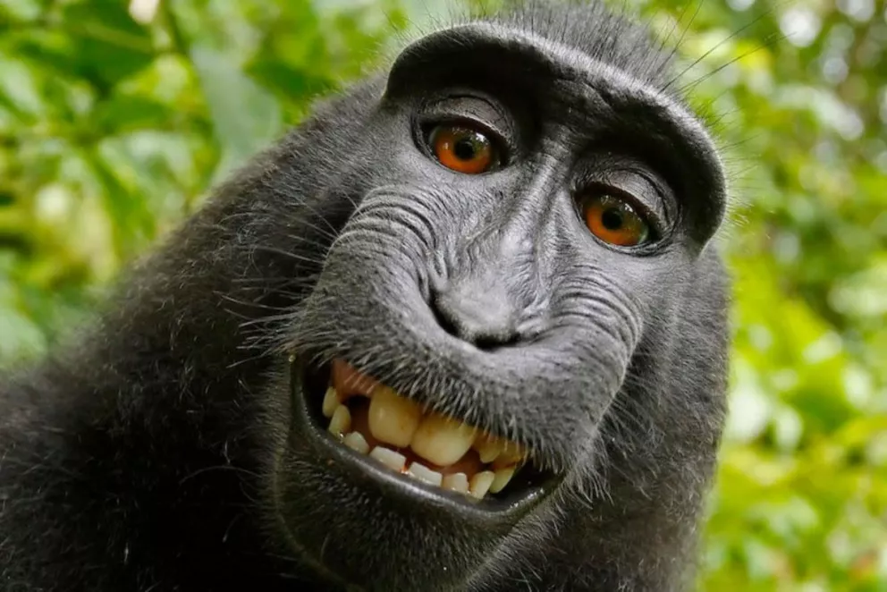 El caso por derechos de autor del mono y la selfie termina con victoria para el ser humano