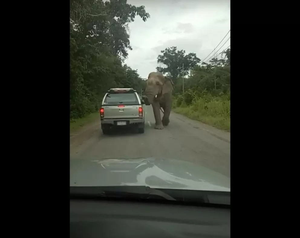 Tremendo: elefante arrancó techo de una camioneta en busca de comida 
