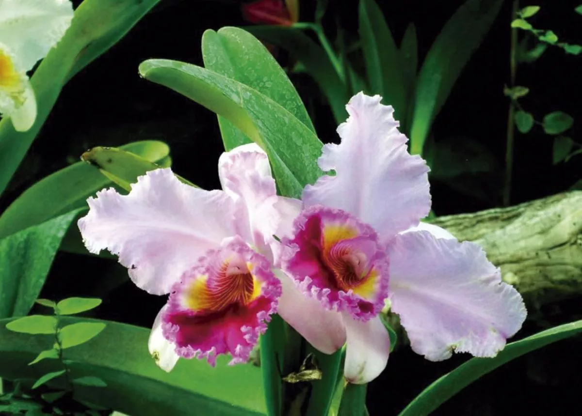 Cómo cuidar tu orquídea | EL TERRITORIO noticias de Misiones